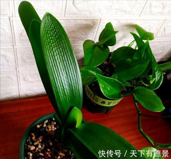 根系|夏天养君子兰，记住“2不要”，高温下好度夏，一连能养很多年