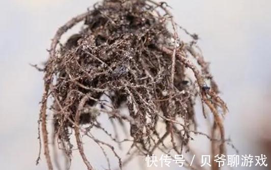 新买的多肉入盆前到底要不要修根,看完你就明白了