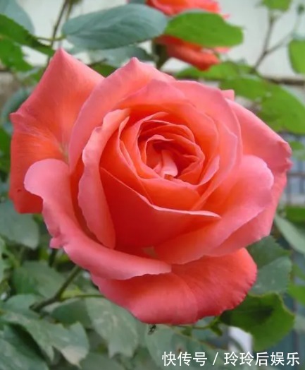 地涌金莲|几种经典名花,颜值超高的,越养越喜欢,入手不后悔