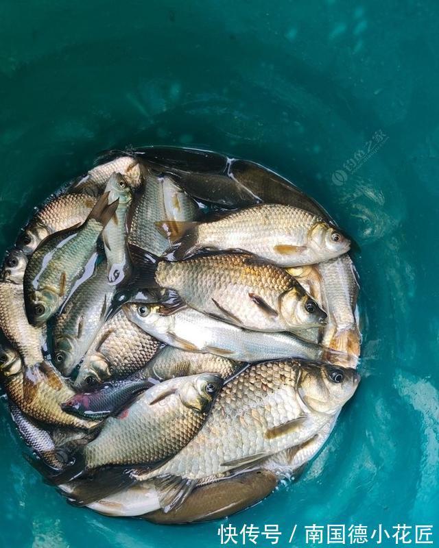 鲫鱼|向高龄钓友请教的“摇三摇”钓法,毫无保留的分享给大家