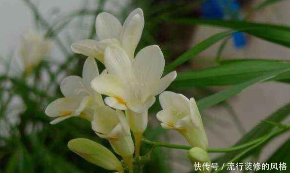 养花|养花试试此4种,一次开花300朵,家里变成花园