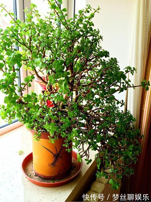 君子兰|老花农1句话，茶花养的花大叶绿，比看书还长知识！