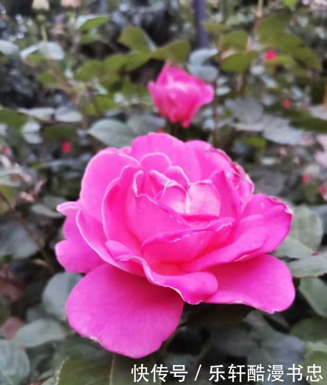 图片|漂亮的花卉图片欣赏