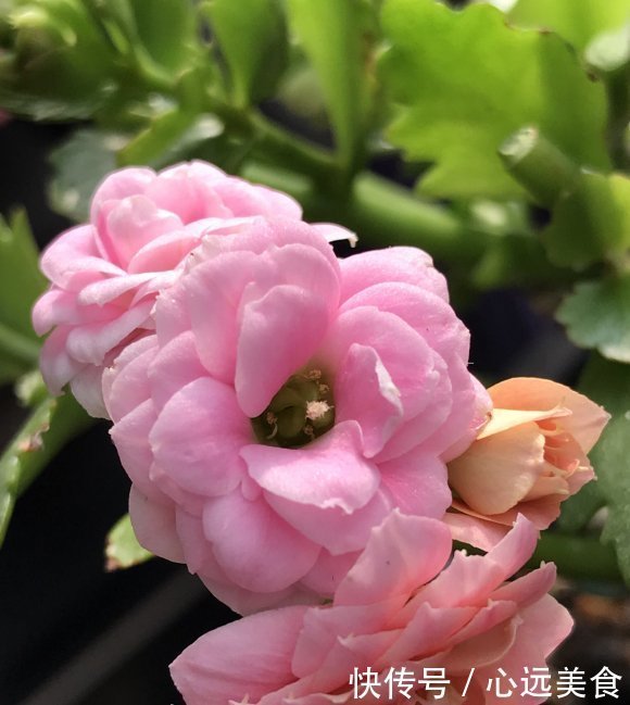 家庭养长寿花,学会“配土”,满足3个“要求”,开花持续不断