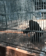 |搞笑GIF段子:这闹婚的太过分了,好好地进门不行,非要翻墙是不是不妥啊