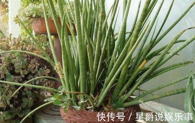 客厅盆栽植物如何达到装饰美化的目的？养4种绿植，好看又好用