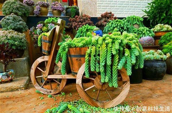 1种多肉,特容易长出“瀑布老桩”,养3年就“溢满盆”,别错过!