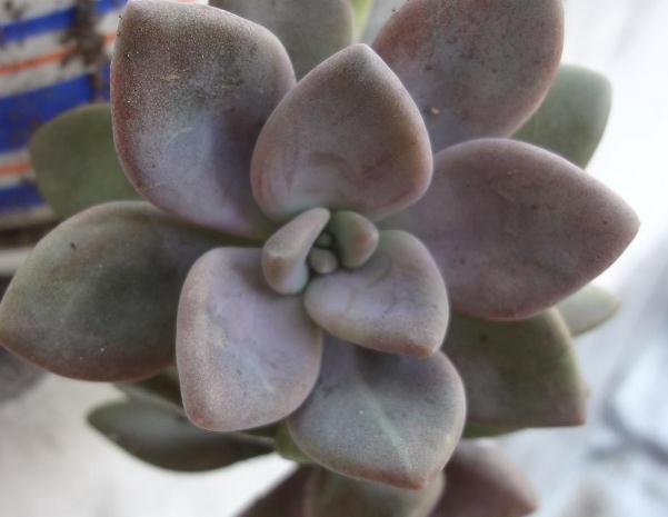 养多肉,就养3种“美人”,叶肥、颜色亮,一年到头“肉嘟嘟”