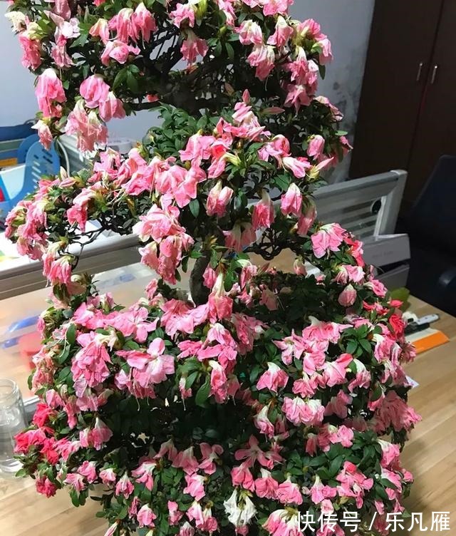 养花技巧快死的花,剪一刀立马活,还能再开花!