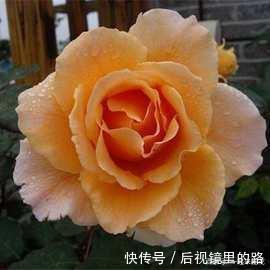 推荐6款波浪边月季,又香又勤花,新手也会养,值得拥有