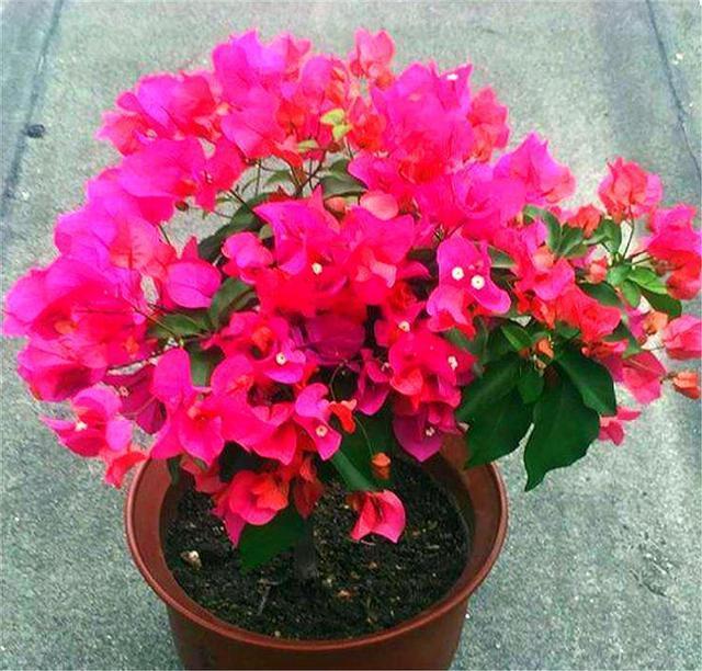 三角梅换盆有诀窍,掌握5要点,不伤根长得快,轻轻松松开爆盆