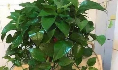 都知道啤酒养花好，然而，没掌握住“浓度配比”却会出大事