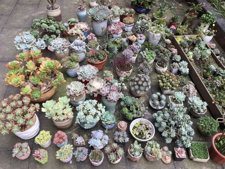 养多肉会上瘾,3年养了500多盆,既美化了环境又愉悦了心境!