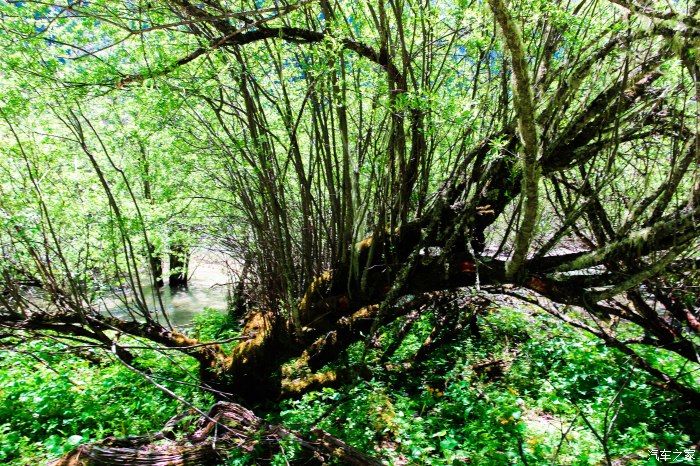 枯树滩|东方圣山，户外天堂——四姑娘山自驾徒步之旅