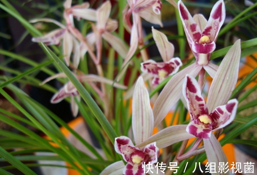 这款兰花真奇特，被誉为云南“仙草”，高雅有格调，很多人没见过