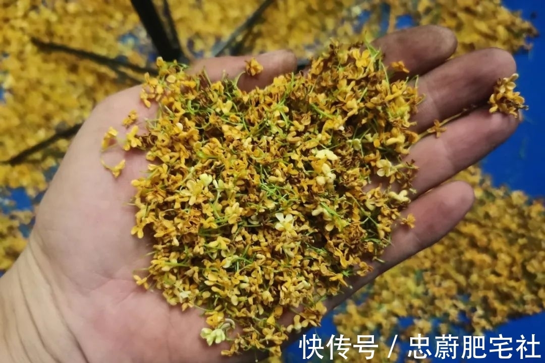 冬钓鲫鱼常用的5种“添加剂”，记住用法用量是关键！