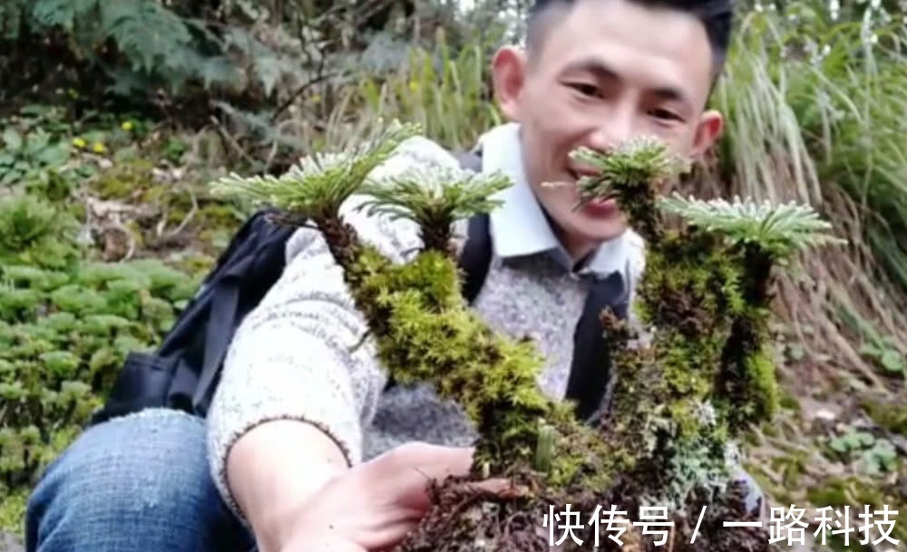 九死还魂草|小哥上山发现“1种野草”，做成盆景一盆卖500元，看到要珍惜