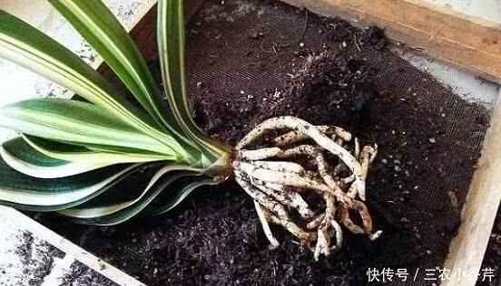 君子兰总是烂根怎么办? 养好君子兰还是靠预防