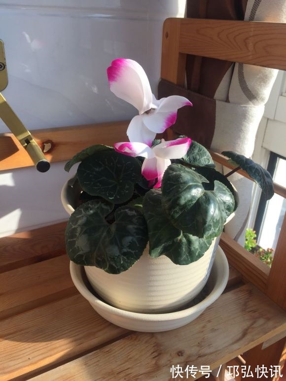 浸盆|4种娇气花,就怕“当头灌”,叶片沾水就烂,浇水要谨慎