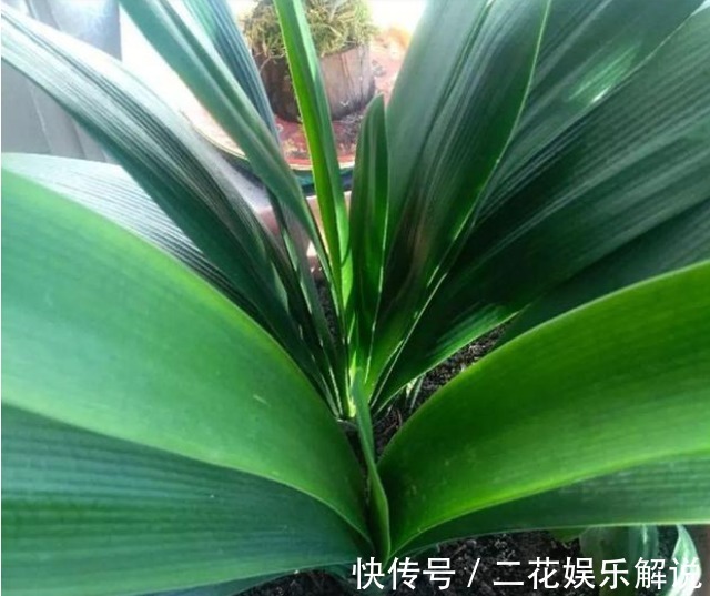 什么啤酒水、骨头渣都不如“1种臭臭肥”,君子兰吃了“猛长个”