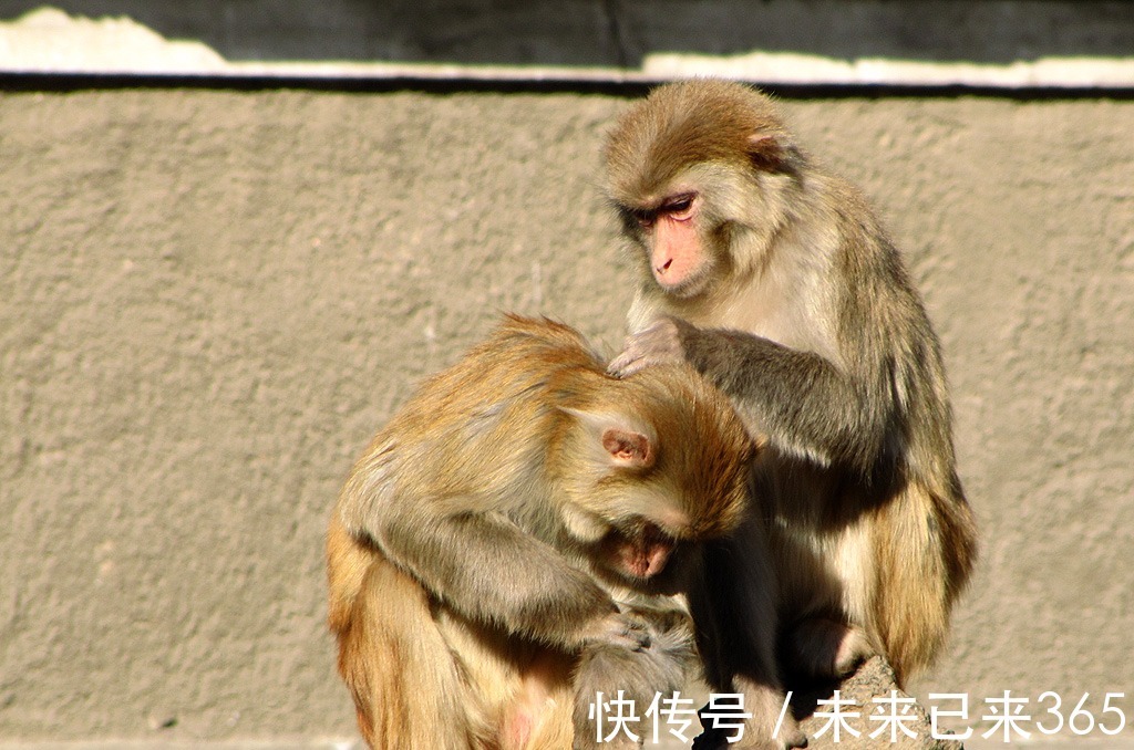 属猴|1968年出生的属猴之人，运势前期略差，中年以后能够转运！