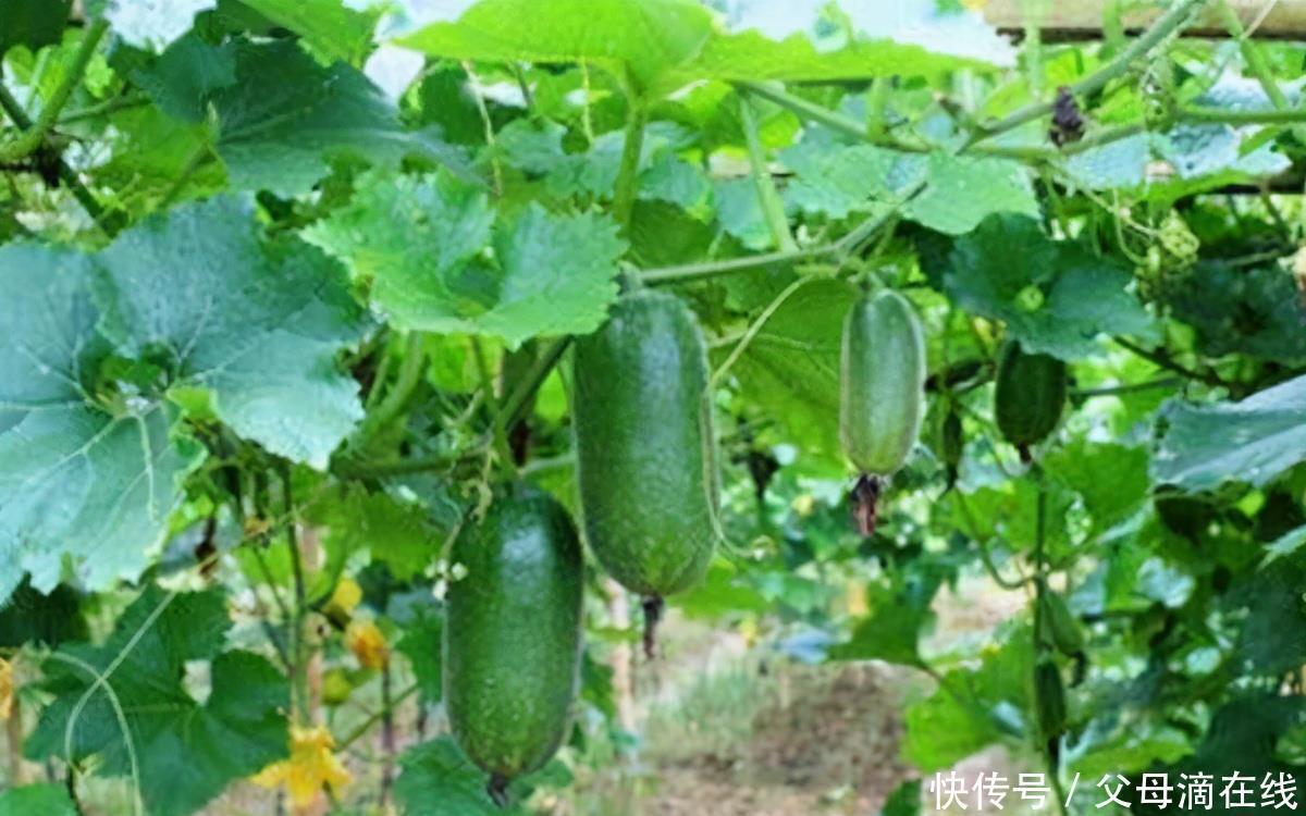 滋补身体|女性想要身体好,可以坚持吃3种食物,淡化皱纹、滋补身体