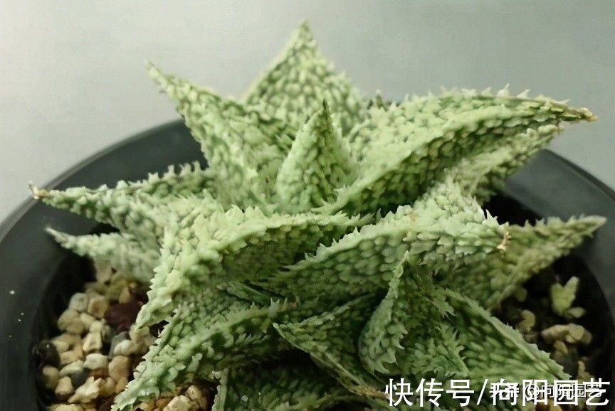 养护|好养的3大类多肉，很适合室内养护，没有强光照，也能养好