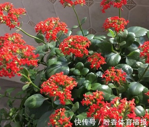 3月前后天气渐暖,养这几样植物,舍得撸叶子摘顶才能开花越漂亮