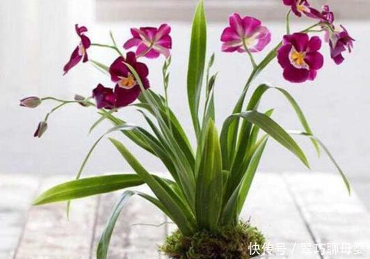 养花|这种天然的“生根剂”,给花浇一点根系壮猛发芽,后悔今天才知道