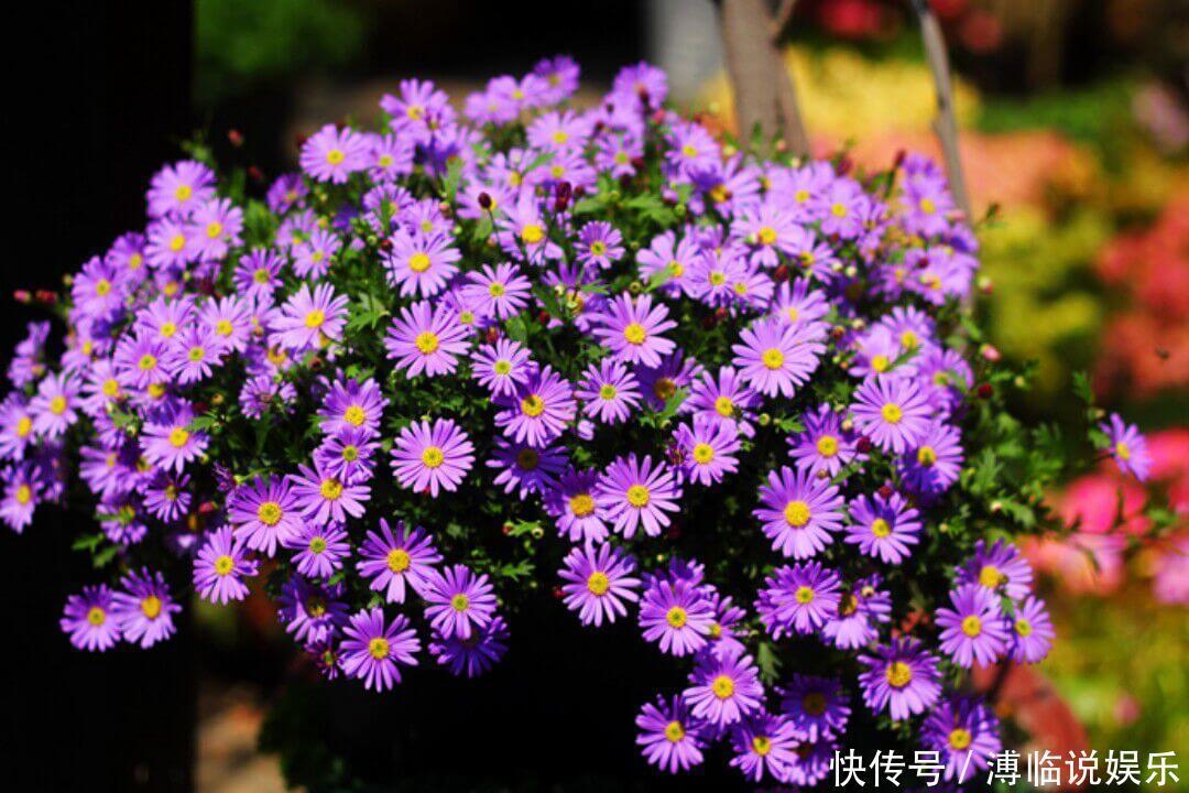 花卉|4种比长寿花还漂亮的花卉,花期270天,鲜艳美丽,花友首选