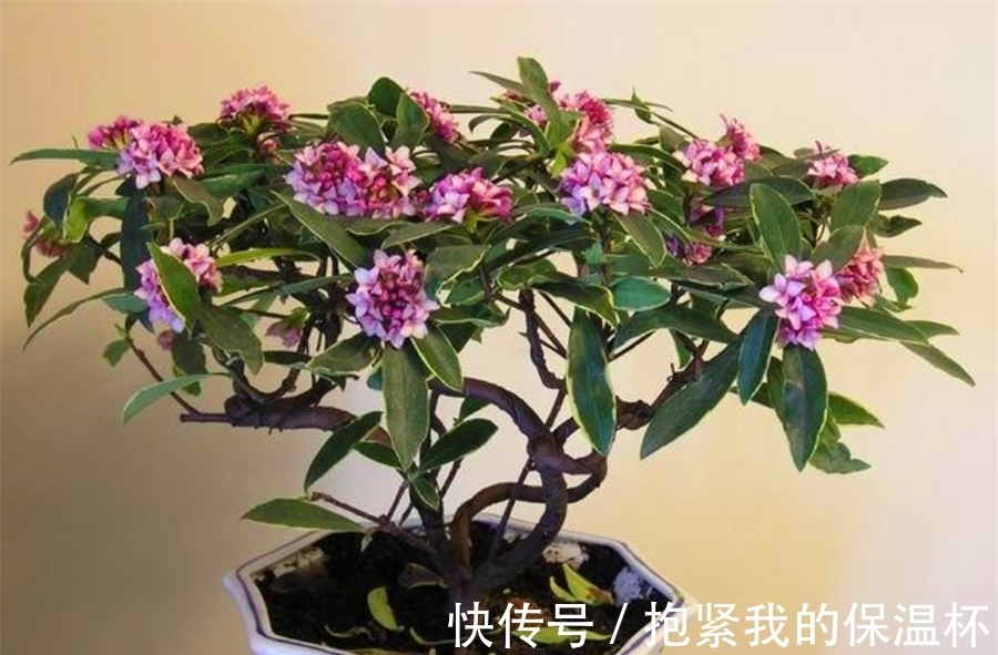 枝条|瑞香花有“4怕”，难怪不长花苞不开花，学会了一盆花开300朵