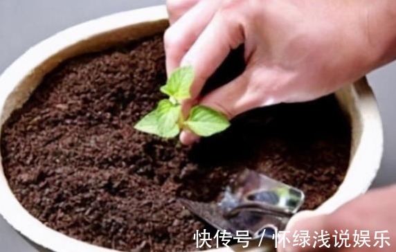 坏习惯|喜欢养花,先戒掉7个坏习惯,不然啥花也养不好,你占了几个?