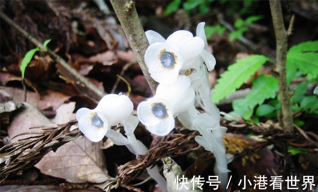 荷叶|世界上最纯洁的花，花瓣透明如水晶，每当下雨就会“变脸”