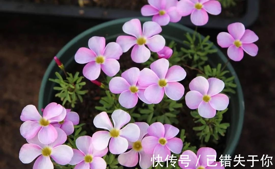 桃之辉|温度越低，颜色越深，可与桃花相较的光叶酢浆草你见过吗？