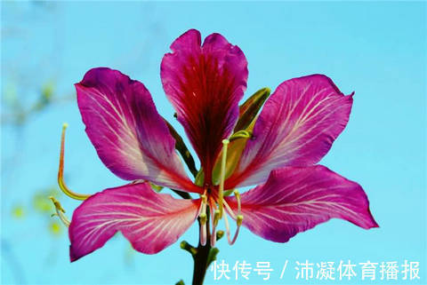 此花有忠贞不渝的寓意，对香港有着非凡的意义，让人感受无尽幸运