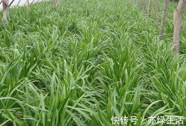 老爸种韭菜多年,越割韭菜长得越粗胖,就用了三个土办法