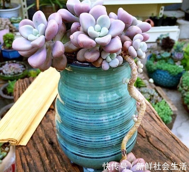养多肉,就养这“6盆”,越长越肥,颜色越来越好看,太美了!