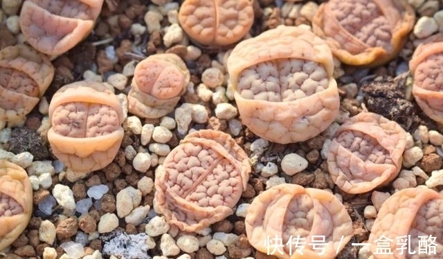 被过度吹捧的“三种花”,仅照片好看,入手发现“丑得”一塌糊涂