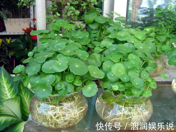 水桶|养此5种花，夏季就像“水桶”，浇水越多、长得越旺