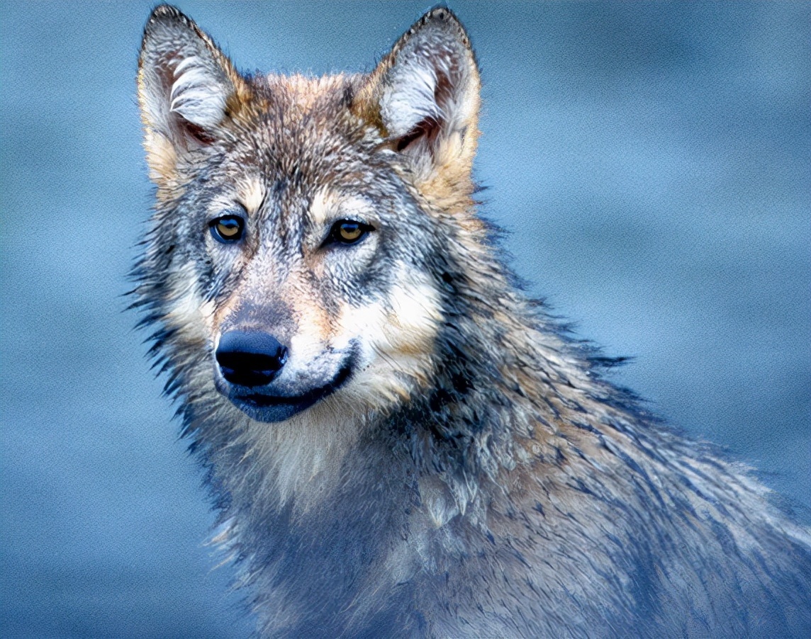 猛兽#何广位打死过两百多只猛兽,他总结出三招,让一般的野兽无处逃走