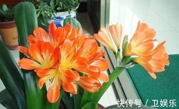 黄化病|3种花是“醋坛子”,1个月浇“1杯”,不黄叶、不掉蕾,呼呼长!