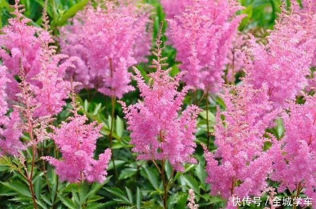 什么花四季开这3种别错过,天天在家赏花!