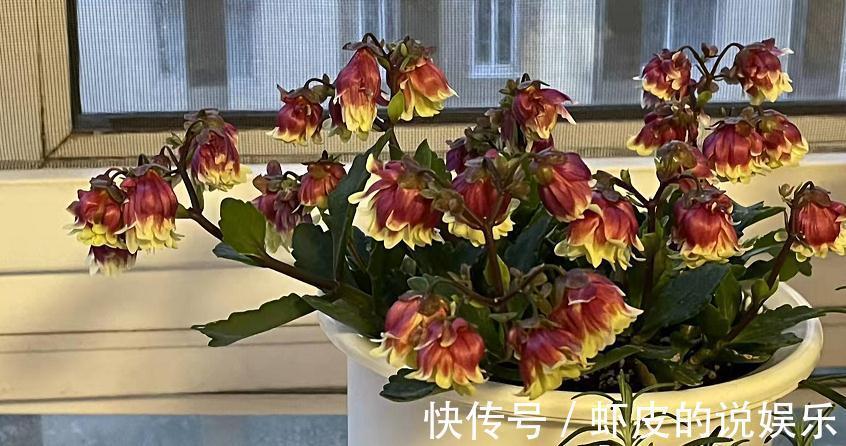 养年宵花宫灯长寿花,盆栽打理好这些,过年开花特“热闹”