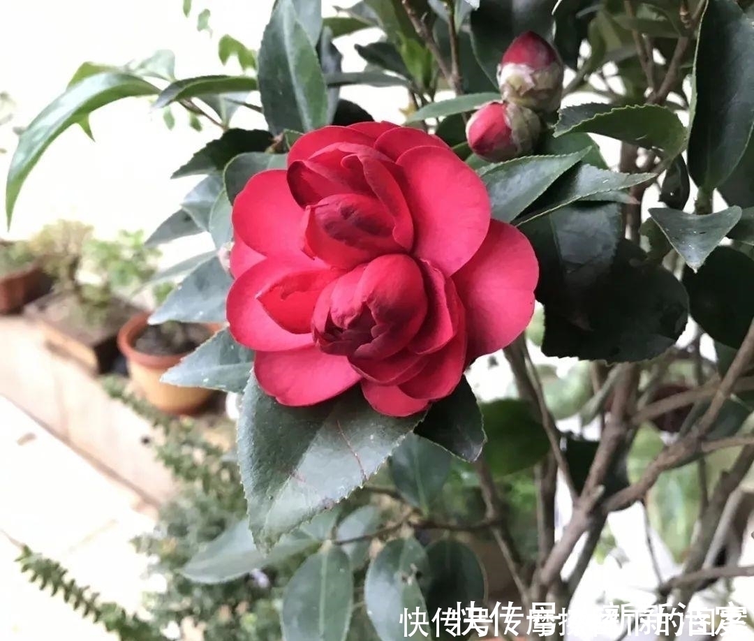 叶插|长寿开花变异了,十年都见不到一次,真稀罕