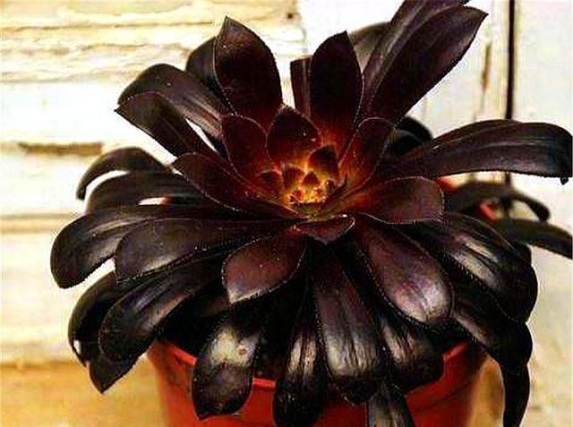 黑和尚擅长斩首技术,所以在这5点,侧芽长得很快一个是头发变长