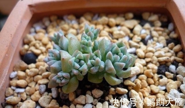 休眠|喜欢能爆一圈侧芽的多肉,就别惦记观音莲了,选2种多肉不后悔