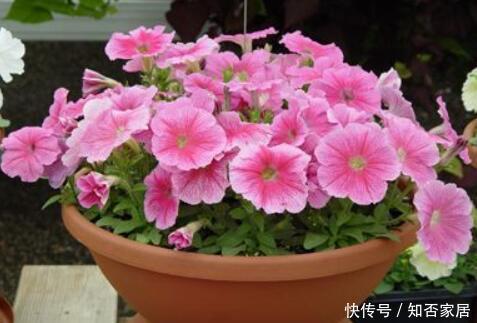 养护|3种花,一开就是一夏天,花苞一个挨着一个贼漂亮