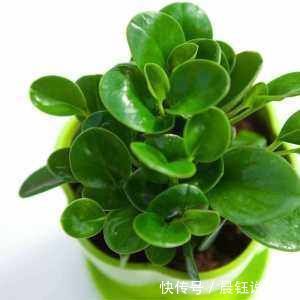 家里养盆“它”,好看又防辐射,比绿萝还好养