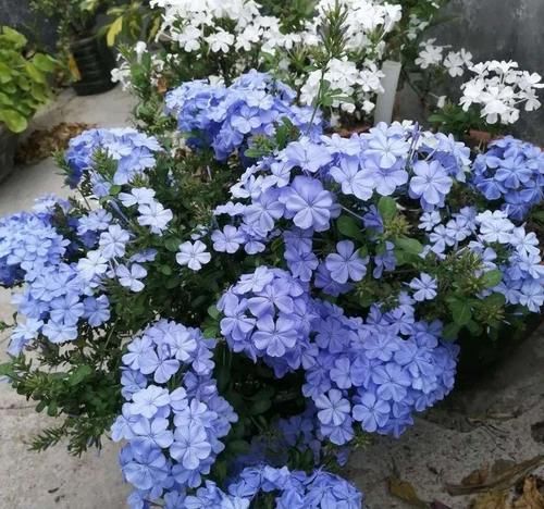 家里一定要养盆它，开完一茬接一茬，养100盆都不嫌多