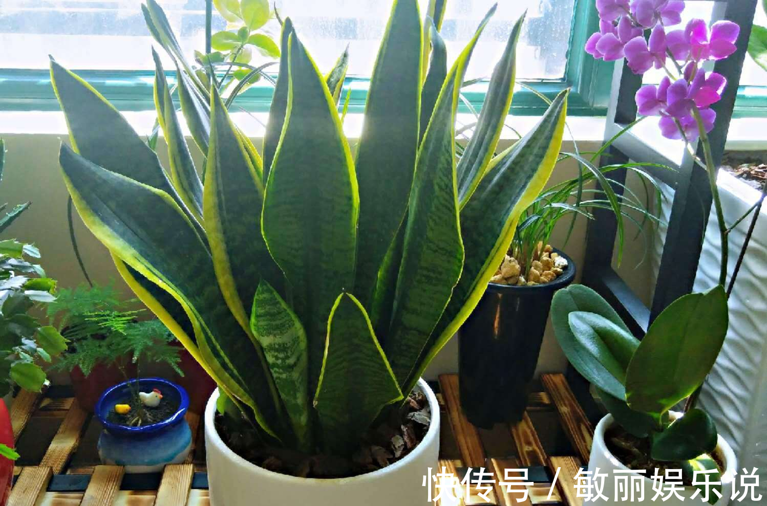 人养花，花亦养人，老祖宗的话不是没道理，室内要养“健康花”